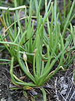 Littorella uniflora