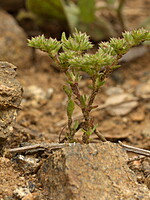 Loeflingia hispanica