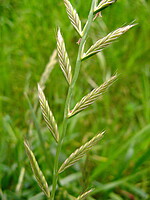 Lolium multiflorum