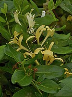 Lonicera japonica