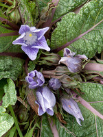 Mandragora autumnalis