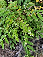 Marcetella maderensis