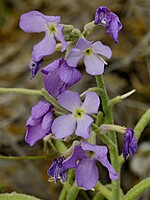 Matthiola maderensis