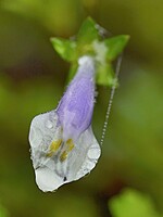 Mazus pumilus
