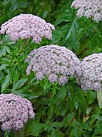 Melanoselinum decipiens