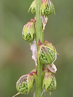 Melilotus italicus