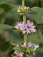 Mentha arvensis