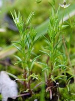 Minuartia mediterranea