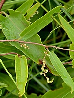 Muehlenbeckia sagittifolia