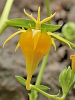 Musschia aurea
