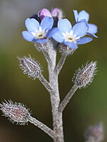 Myosotis arvensis
