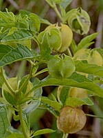 Nicandra physalodes
