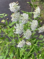 Oenanthe divaricata