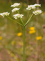 Oenanthe silaifolia