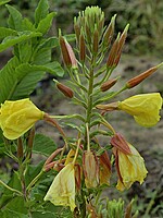 Oenothera glazioviana