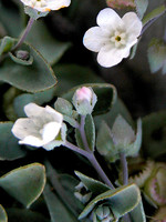 Omphalodes kuzinskyanae