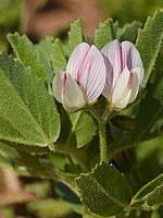 Ononis biflora