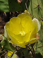 Opuntia stricta