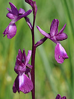 Orchis laxiflora