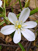 Ornithogalum baeticum