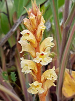 Orobanche amethystea