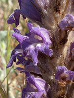 Orobanche arenaria