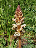 Orobanche balsensis