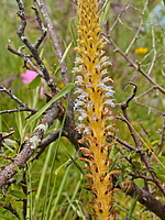Orobanche schultzii