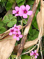 Oxalis articulata