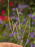 Parapholis filiformis