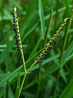 Paspalum distichum