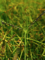 Paspalum vaginatum