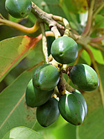 Persea indica