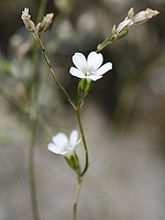 Petrorhagia saxifraga