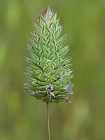 Phalaris brachystachys