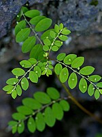 Phyllanthus tenellus