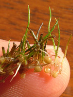 Pilularia minuta
