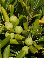 Pittosporum tobira
