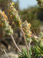 Plantago almogravensis