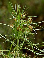 Plantago arborescens