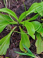 Plantago leiopetala