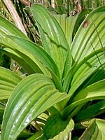 Plantago malato-belizii
