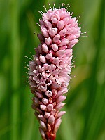 Polygonum amphibium