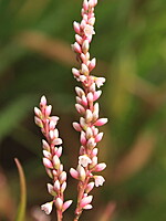Polygonum salicifolium