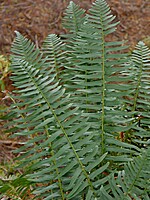 Polystichum falcinellum