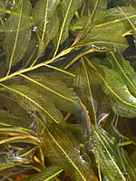 Potamogeton lucens