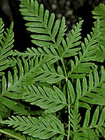 Pteris tremula