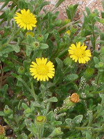 Pulicaria microcephala