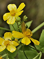 Ranunculus cortusifolius
