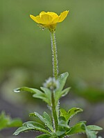 Ranunculus sardous